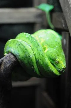 Green snake Stock Photos