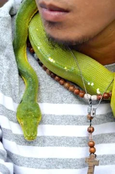 Green snake Stock Photos