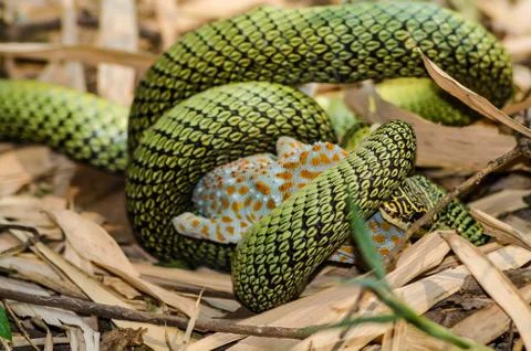 Green snake Fotos de archivo