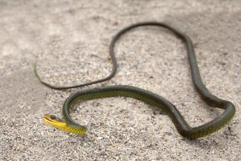 Green Snake Foto stock