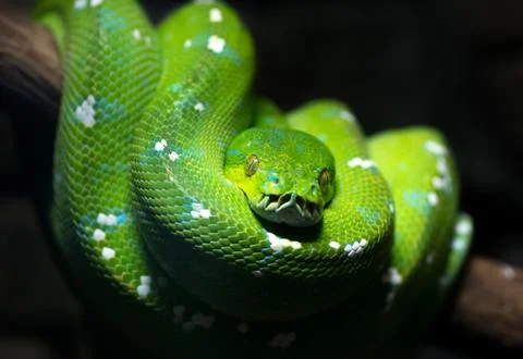 Green snake Foto stock