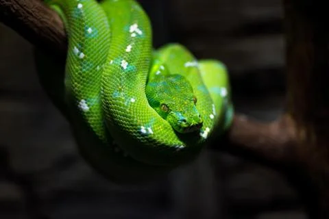 Green snake Foto stock