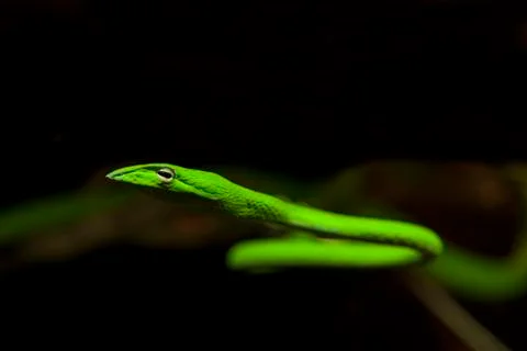 Green Snake Stock-Fotos