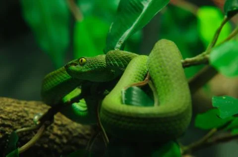Green snake Stock Photos