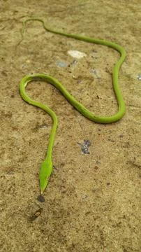 Green snake. Stock Photos