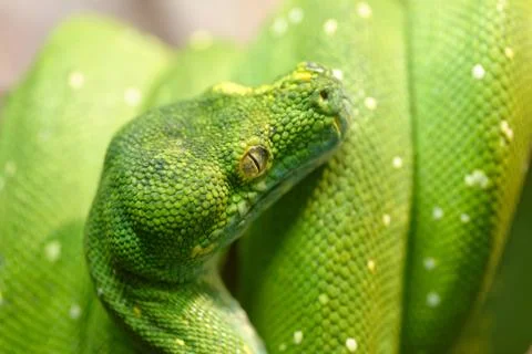 Green snake Stock Photos