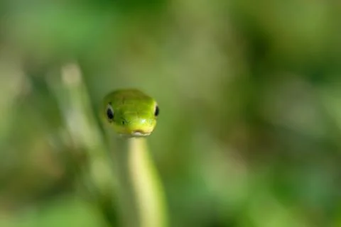 Green Snake Foto stock