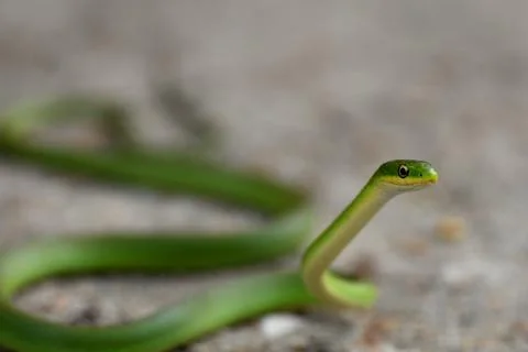 Green Snake 스톡 사진