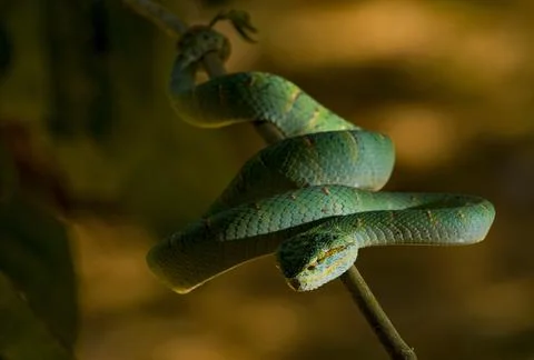 Green snake Stock Photos