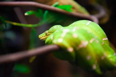 Green snake 스톡 사진