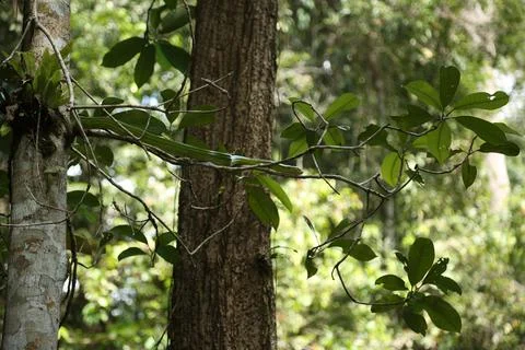 Green snake Stock Photos