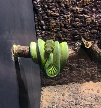 Green snake. Stock Photos
