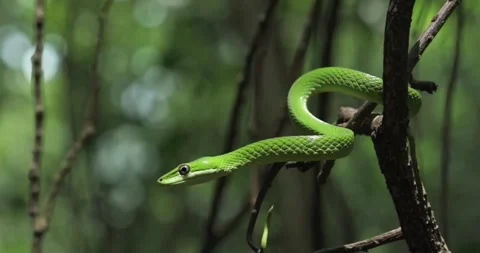 A green snake preparing to attack its prey. Stock Footage 314145595