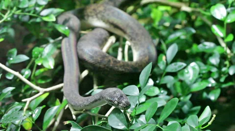 Green snake in rain forest Stock Footage 39017798