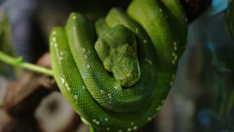 Green snake in rain forest Stock Footage 163926685