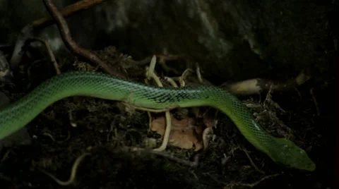 Green snake reptile Stock Footage 39819662