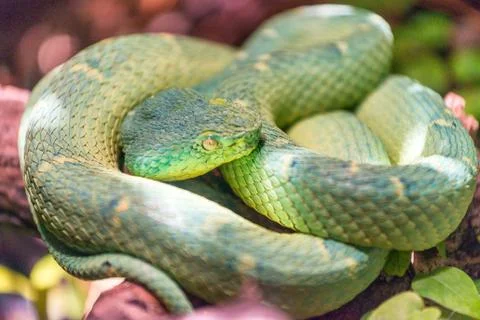 Green snake resting Foto stock