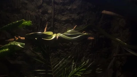 Green snake resting on a tree branch in a tropical terrarium. Stock Footage 319740273