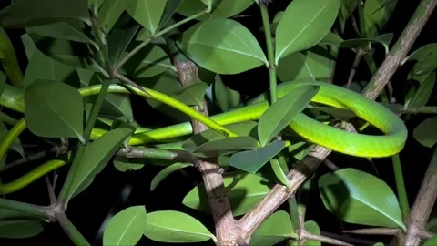 Green Snake Resting on Tree Leaves – Close-Up View Stock Footage 284375685