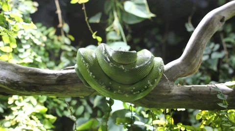 Green snake resting on a tree trunk Stock Footage 36600648