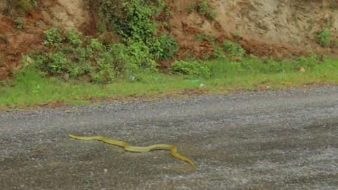 A green snake on road Stock Footage 318546880