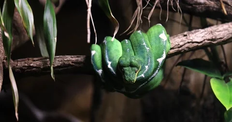 A green snake sits on a branch Stock Footage 169489438