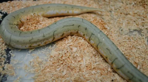 Green snake slither Видео 61775777