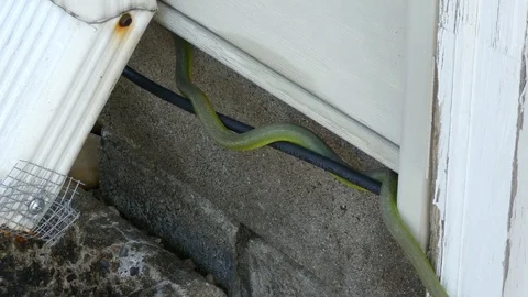 A green snake slithering along a cable TV wire Stock Footage 107399835