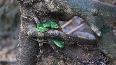 Green snake on a tree. Stock Footage 97241093