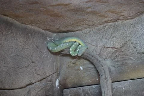 Green snake on tree Stock Photos