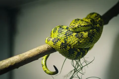 Green snake on a tree Stock Photos