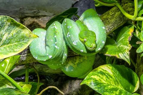 Green snake on tree Stock Photos