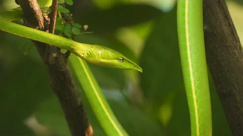 Green snake in tree - relaxing . Stock Footage 253871202