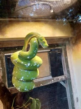 Green snake on tree trunk in cage 写真素材