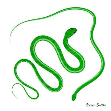 Green snake vector illustration. Viper on white background イラスト素材