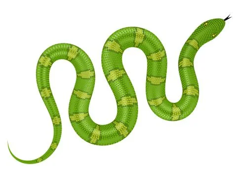 Green snake on white background realistic vector illustration イラスト素材