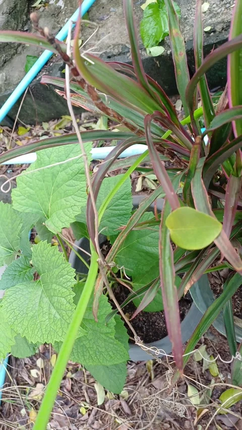 Green snake1 Stock Footage 276318548