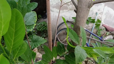 Green snake2 Stock Footage 276318905