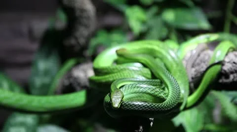Green snakes Stock Footage 8946895