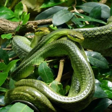 Green snakes Stock Photos