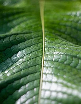 Green sneak leaf Stock Photos
