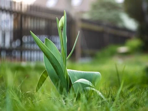 Green snowdrop flower in spring macro shot in evening Foto stock