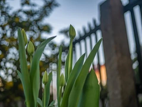 Green snowdrop flower in spring macro shot in evening Foto stock