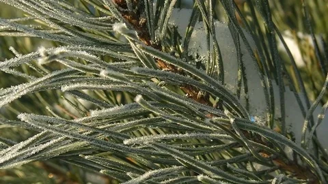 Green snowy branch of pine tree Stock Footage 73153024