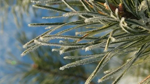 Green snowy branch of pine tree Stock Footage 73153032