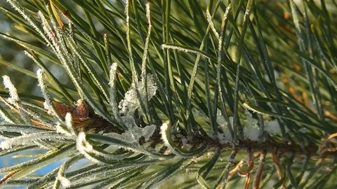 Green snowy branch of pine tree Stock Footage 73153051
