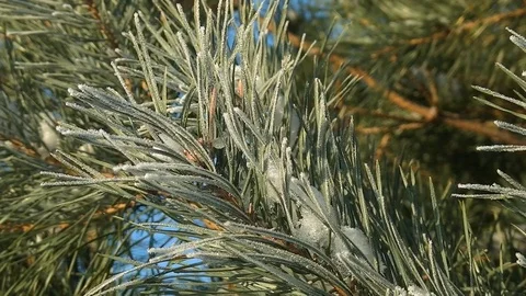 Green snowy branch of pine tree Video stock 73153056