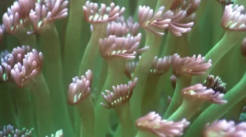 Green soft coral Stock Footage 11146000