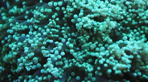 Green soft coral Stock Footage 11146017