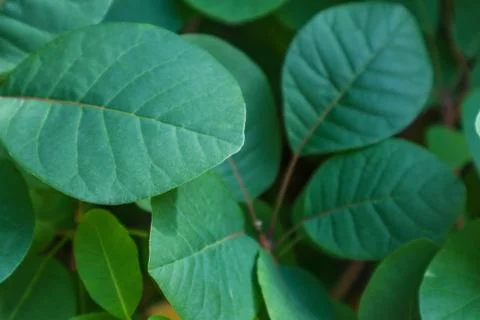 Green Soft Leaf Foto stock